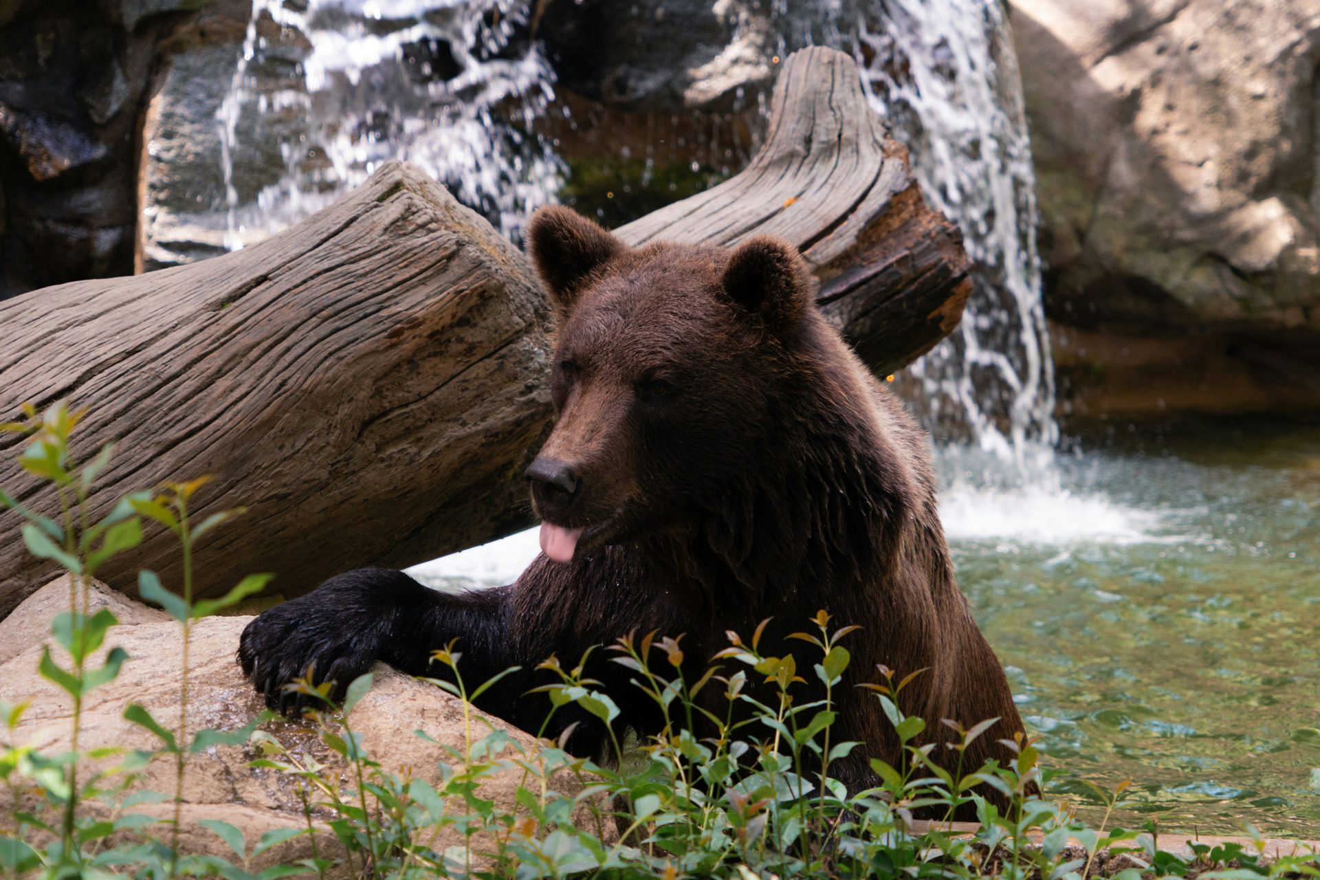 A brown bear standing in a rushing waterfall waiting for salmon