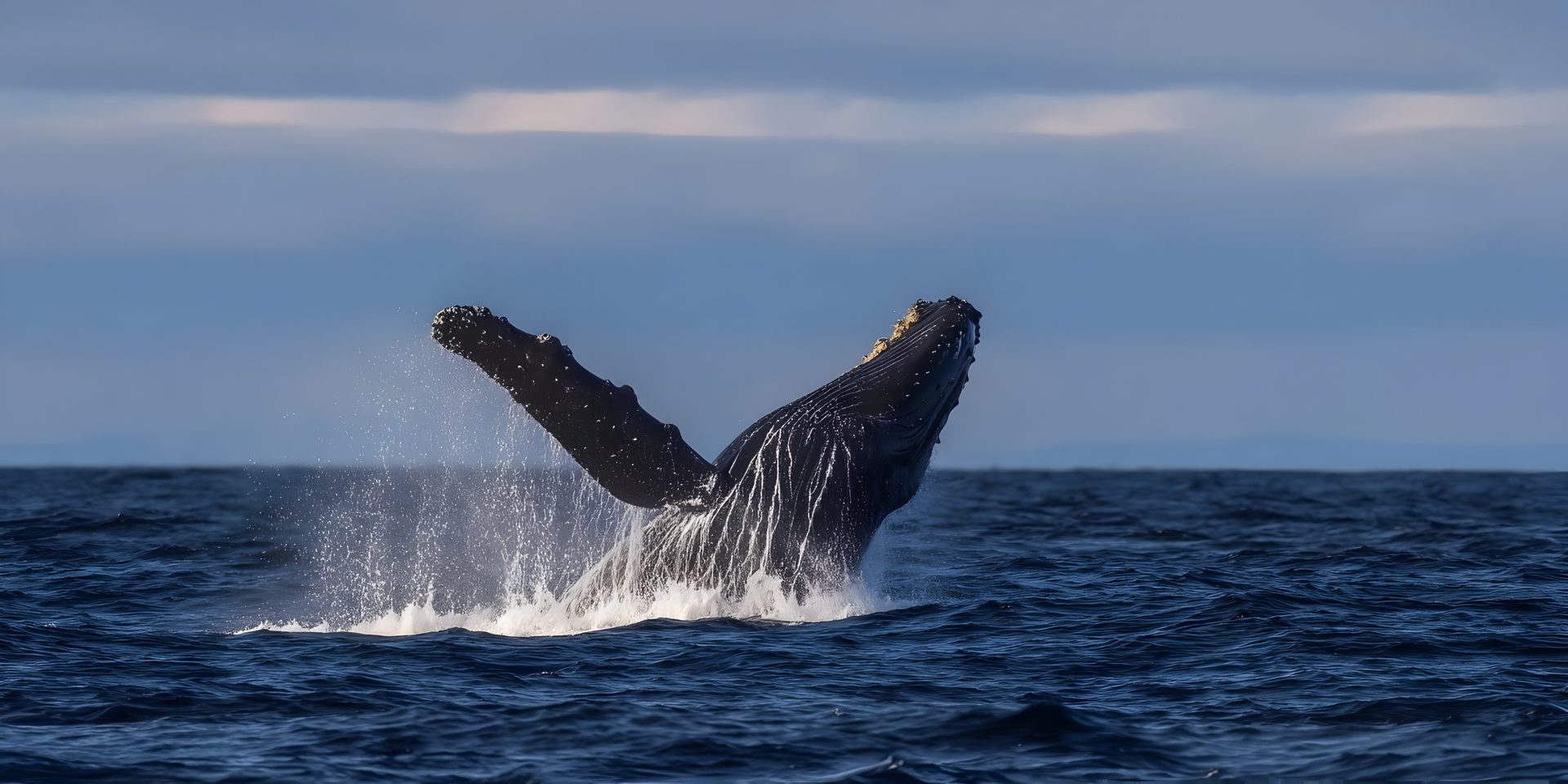 A humpback whale breaching out of the water in Alaska