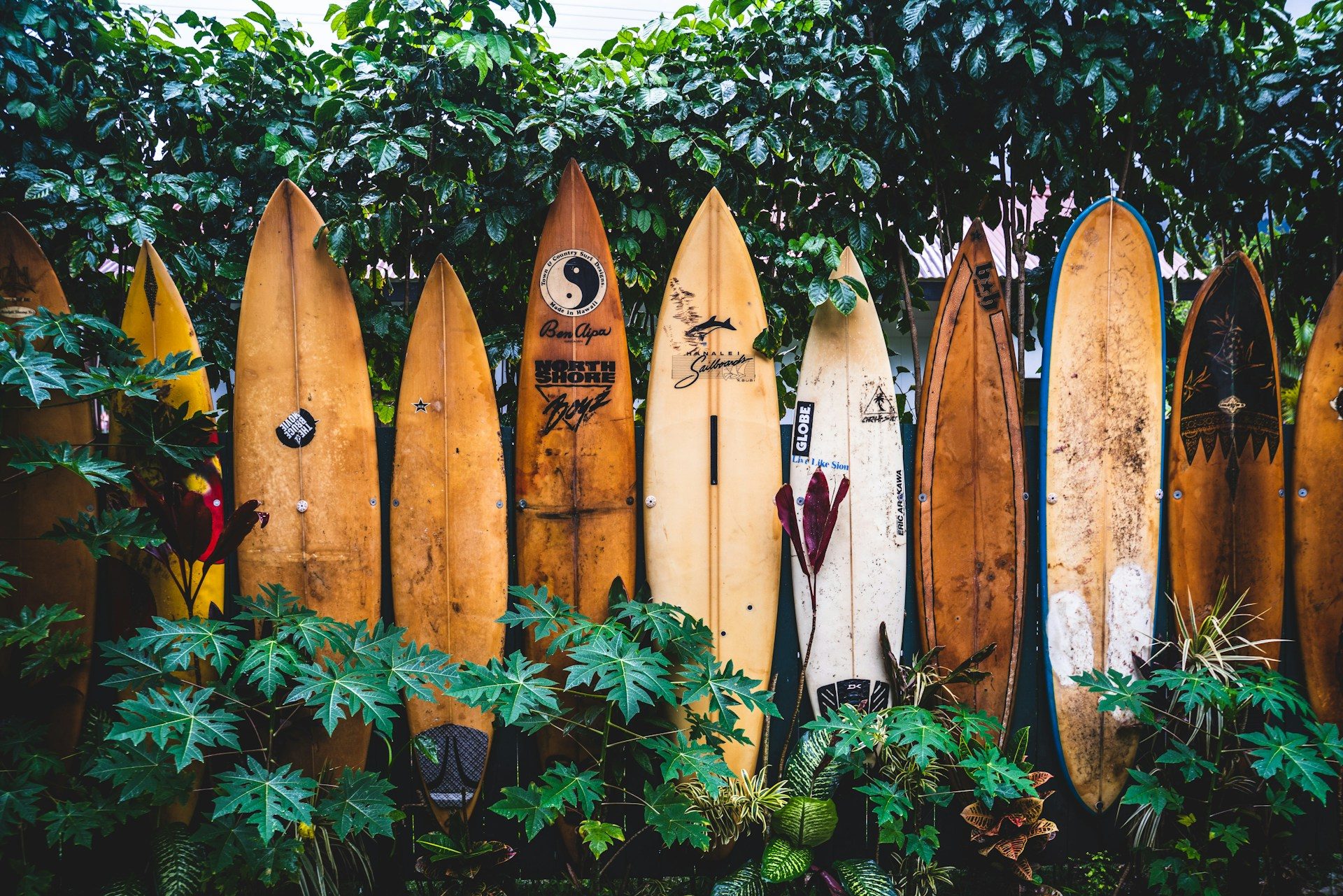 A row of vintage wooden surfboards among tropical plants