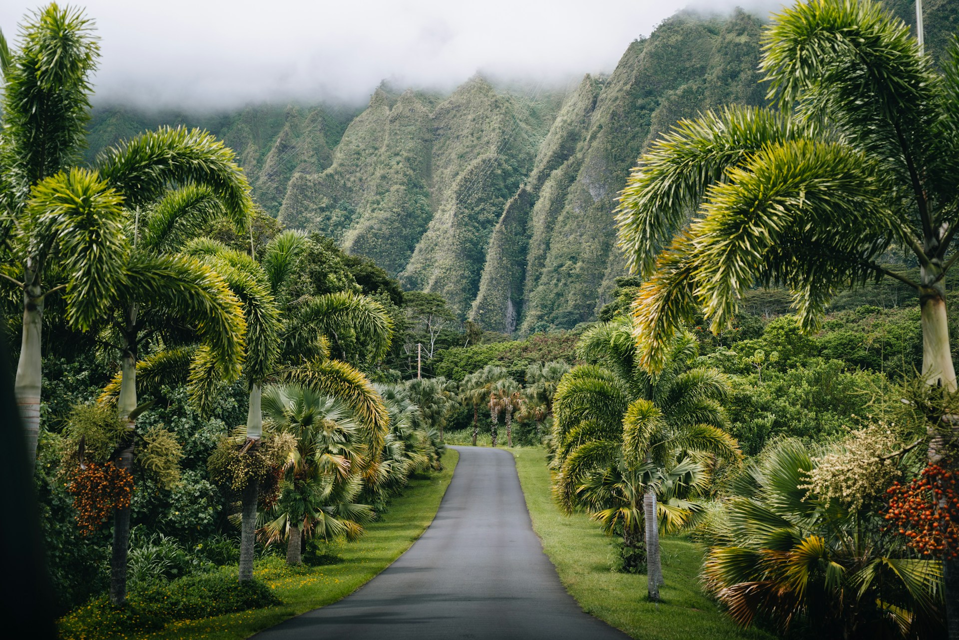 A palm-lined road winding toward the mountains of Hawaii