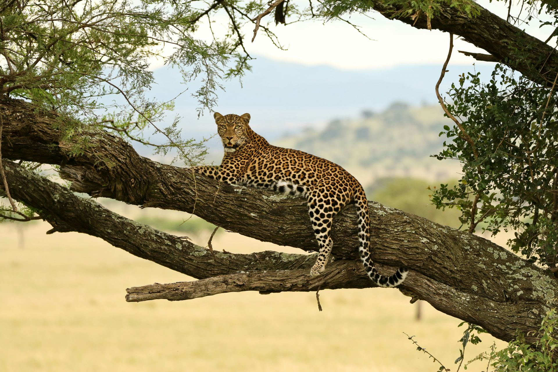 A leopard resting on a tree branch on safari